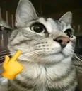 TEA_cat_Mewing2