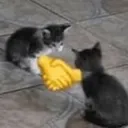 cats cats
