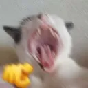 RK_zcatpointandlaugh