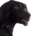77776dogconfused