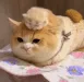 catComfy