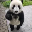 panda_sup panda_sup