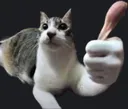 yuh