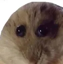 umm