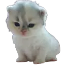 kitten