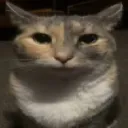 cat_stare