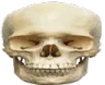real_skull