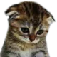 sadcat1