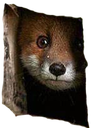 foxpeek Discord emoji
