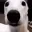 DogLookingSussyAndCold