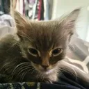 c_eZeusMewing