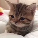 TabbyCat