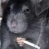 RatSmoke Discord emoji