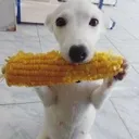 corn