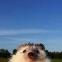 hedgehog
