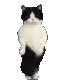 nicolas