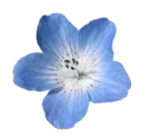 tropicalblueflower