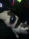 doza_cat