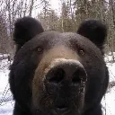 qwebear