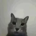 cat_huh