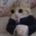 catinterview