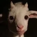 goatstare