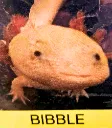 bibble