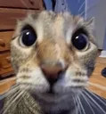 erm