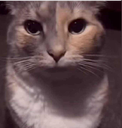 1kyardstare