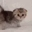 catArrive