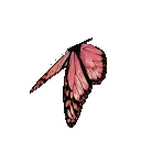 butterfly2