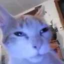 gatomierdero