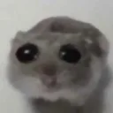 hiii