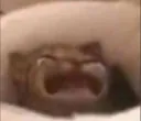 catcry