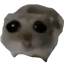 sad_hamster sad_hamster