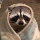 sadcoon