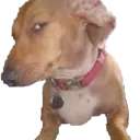 ayo