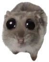 jusalilguy