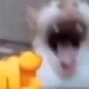 cat_lmao