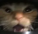 CatSurprised