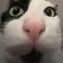 bazinga