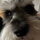 snifsnif