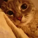 cat_sleepyy cat_sleepyy