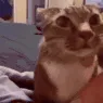 catAsk