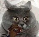 Shiiit_cat