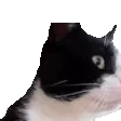 nymnCheck