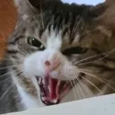 this_is_madness