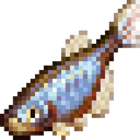 pearlDanio