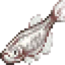 pearlDanio_unique
