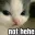 catnothehe